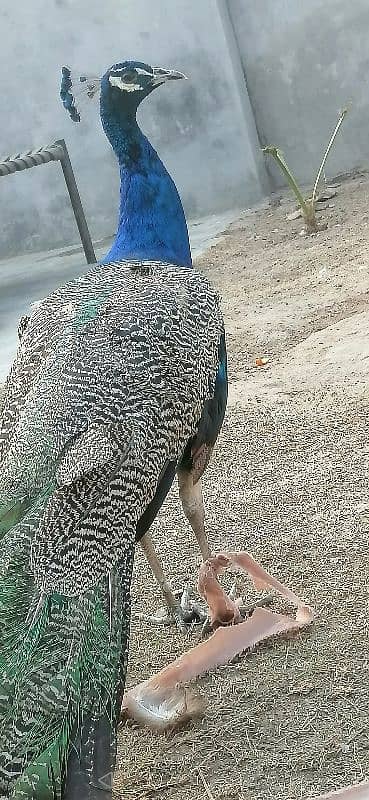 beautiful peacock pair for sale 1