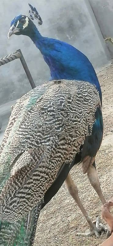 beautiful peacock pair for sale 2