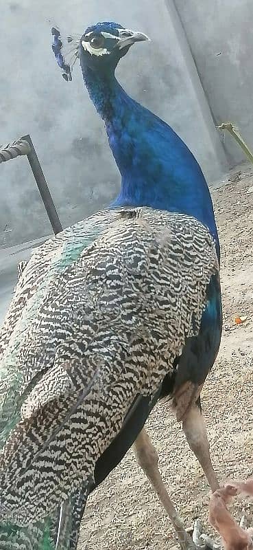 beautiful peacock pair for sale 4