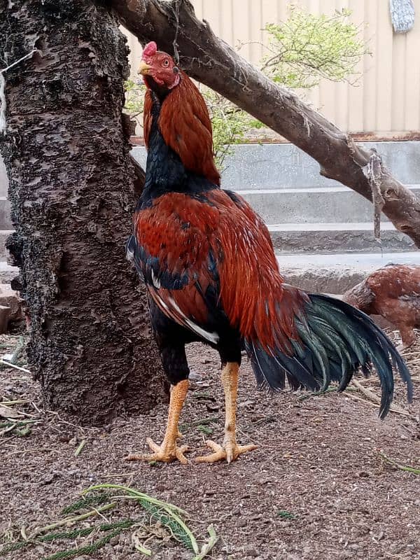 Pure Aseel Mianwali Lakha Pattha Murgha Rooster 0