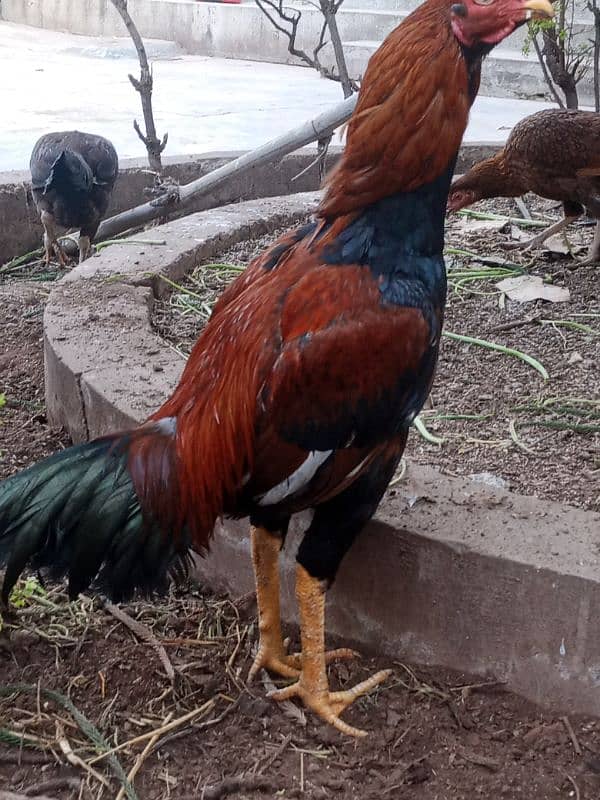 Pure Aseel Mianwali Lakha Pattha Murgha Rooster 1