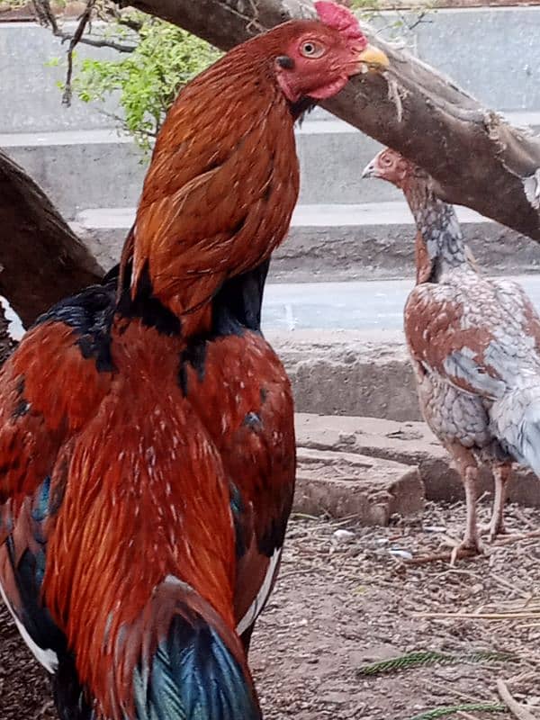 Pure Aseel Mianwali Lakha Pattha Murgha Rooster 2