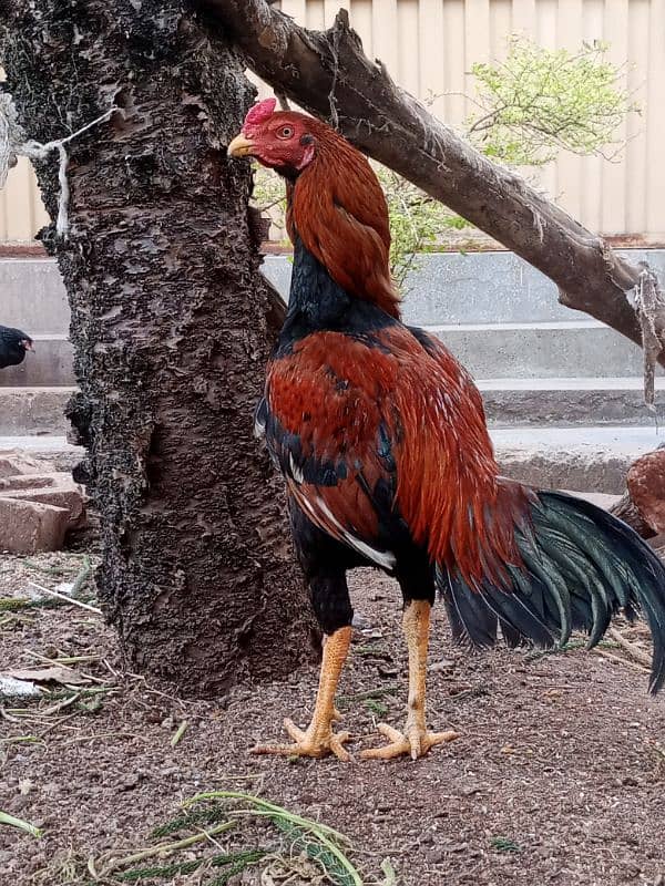 Pure Aseel Mianwali Lakha Pattha Murgha Rooster 4