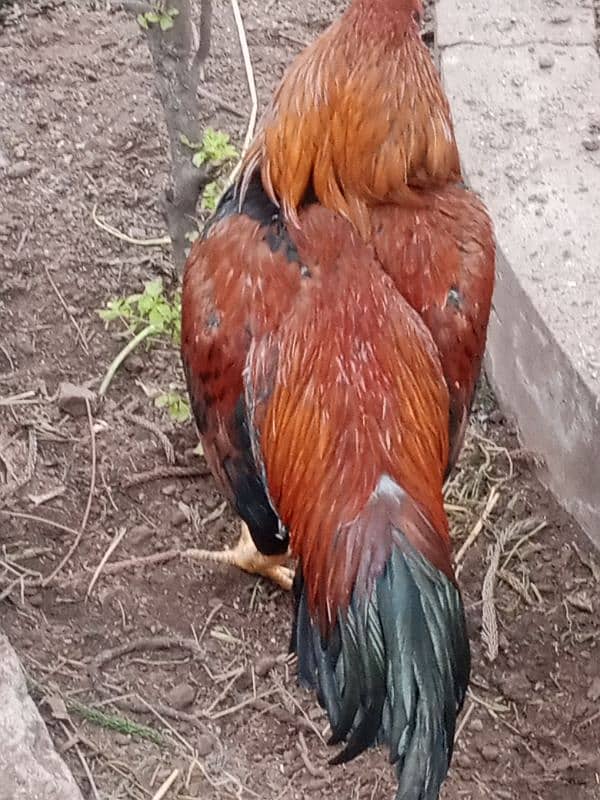 Pure Aseel Mianwali Lakha Pattha Murgha Rooster 5