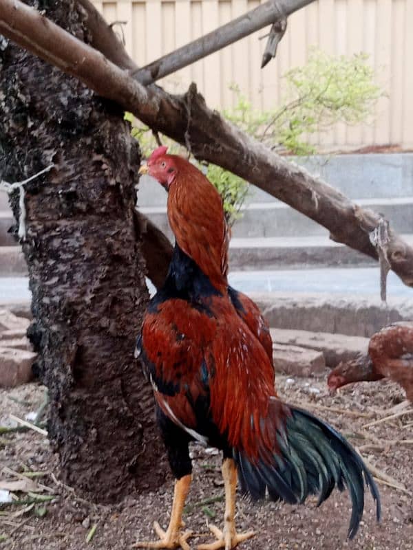 Pure Aseel Mianwali Lakha Pattha Murgha Rooster 6