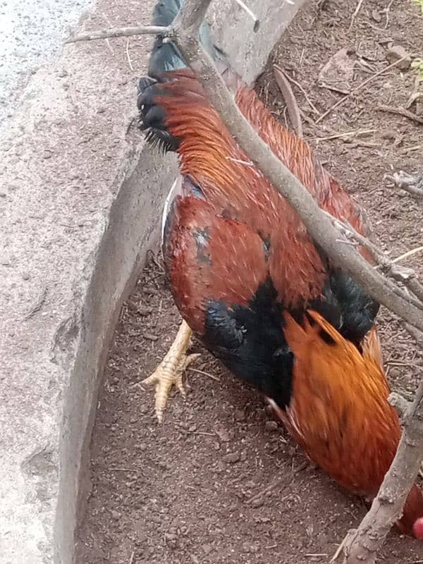 Pure Aseel Mianwali Lakha Pattha Murgha Rooster 7