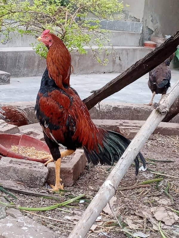 Pure Aseel Mianwali Lakha Pattha Murgha Rooster 9