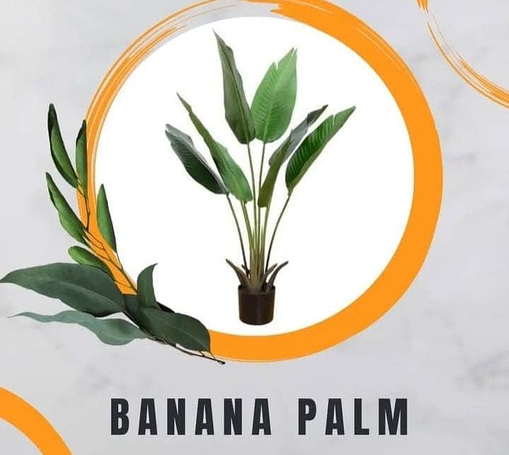 BNANA PALM 0