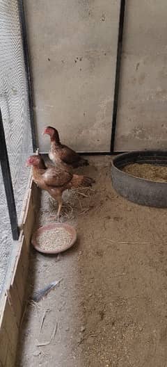 Two Hens For Sale Age 15 Months