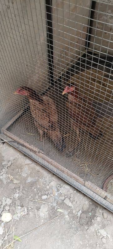 Two Hens For Sale Age 15 Months 1