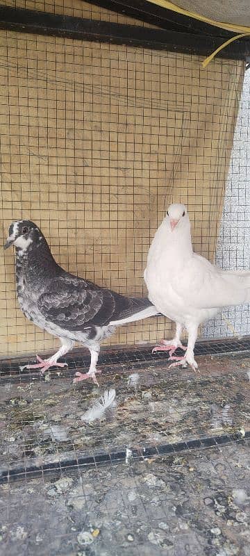 For Sale Beutyful quality pigeons 0