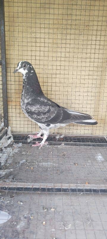 For Sale Beutyful quality pigeons 1