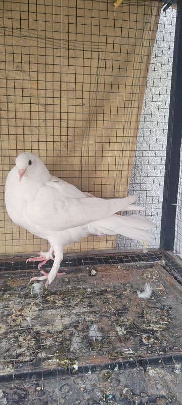 For Sale Beutyful quality pigeons 2