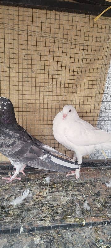 For Sale Beutyful quality pigeons 3