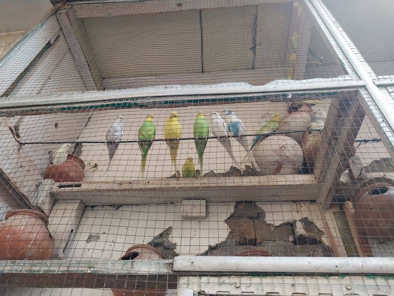 Australian parrots for sale 2