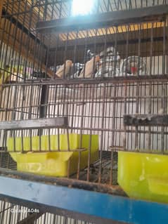 Albino split | Albino red eyes | Pail fellow split | Parrot |Love bird