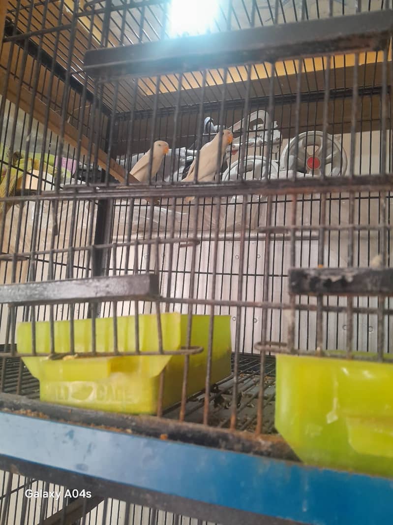 Albino split | Albino red eyes | Pail fellow split | Parrot |Love bird 0