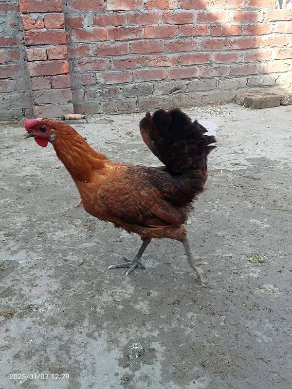 Desi misri hen for sale 0