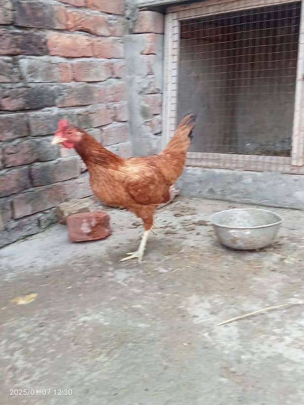 Desi misri hen for sale 1