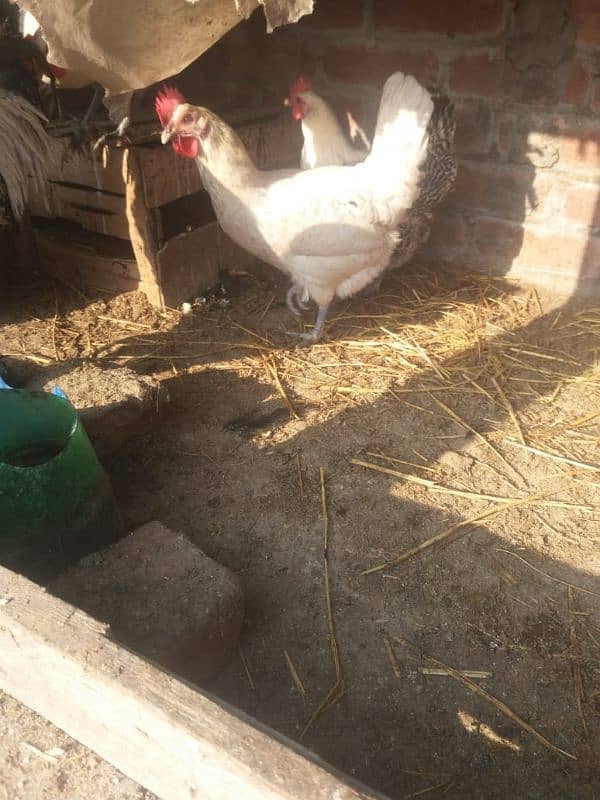 Desi misri hen for sale 2