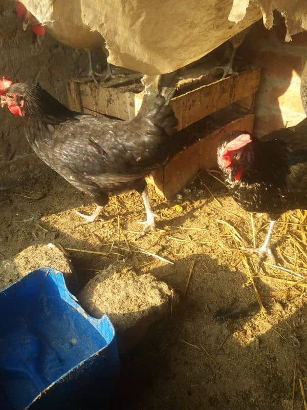 Desi misri hen for sale 3