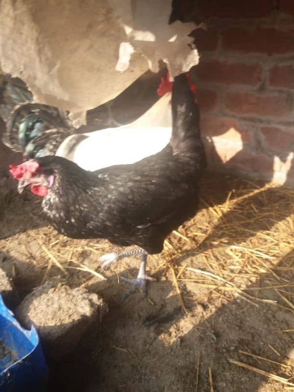 Desi misri hen for sale 4