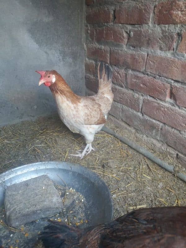 Desi misri hen for sale 5