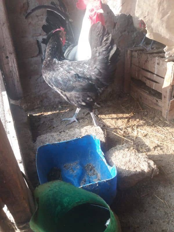 Desi misri hen for sale 6