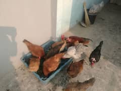 hens for sell