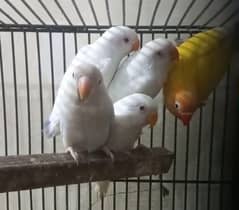 Lovebird