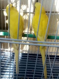 Lutino Budgies Adult Pair for Sale