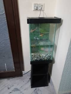 Fish Aquarium setup for sale