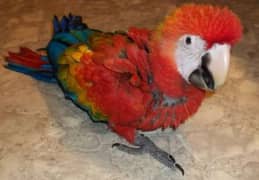 red macaw parrot for sale connect WhatsApp 0 3 2 5 6 9 6 1 2 2 6