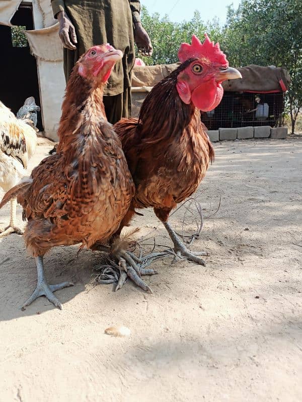 Lohman Brown Male F2 & RIR Cross Hens @ KG 1200 Read Complete Add 5