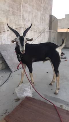 Bakra for sale