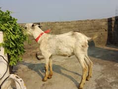 teda Bakra for sale