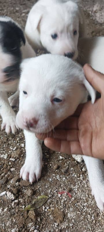 pesstii dog pupy sale cross gultair 1