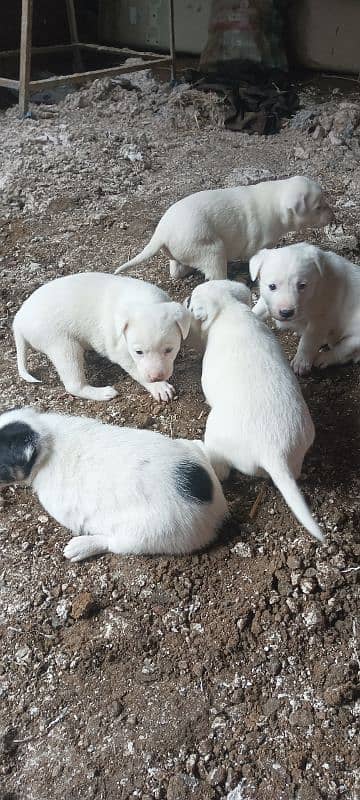 pesstii dog pupy sale cross gultair 4