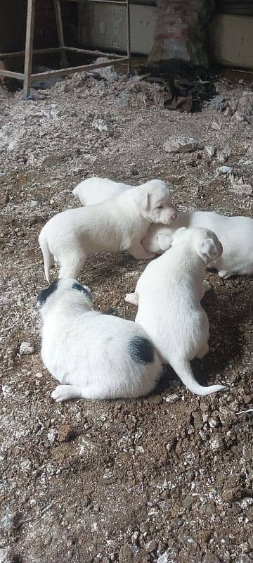 pesstii dog pupy sale cross gultair 7