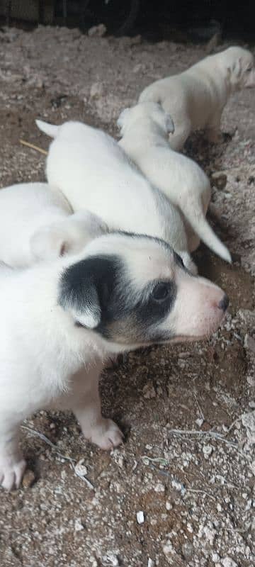 pesstii dog pupy sale cross gultair 9