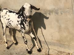 bakra