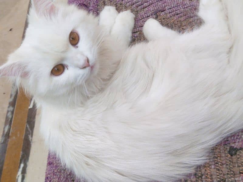 Persian Cat 1