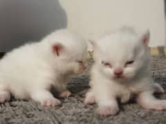 Persian kitten triple coated blue eyes 2 kittens