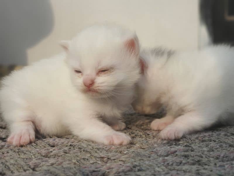 Persian kitten triple coated blue eyes 2 kittens 1