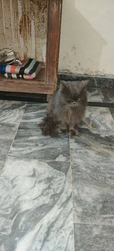 cat for sale 4