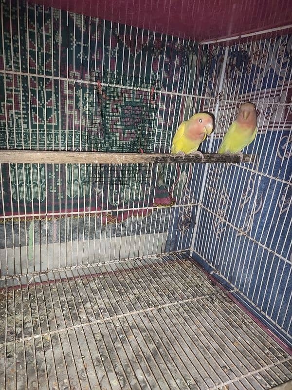 4 pair of fisher parrot 0