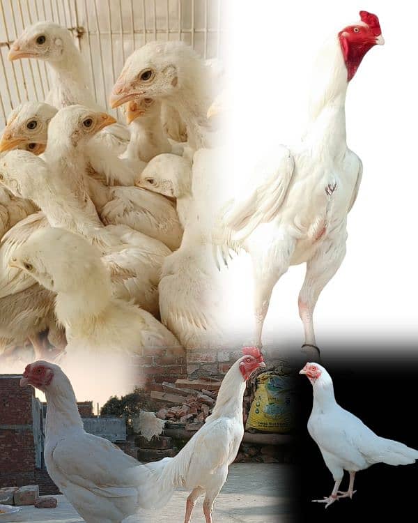 I want to sale my home breed white aseel chicks 1