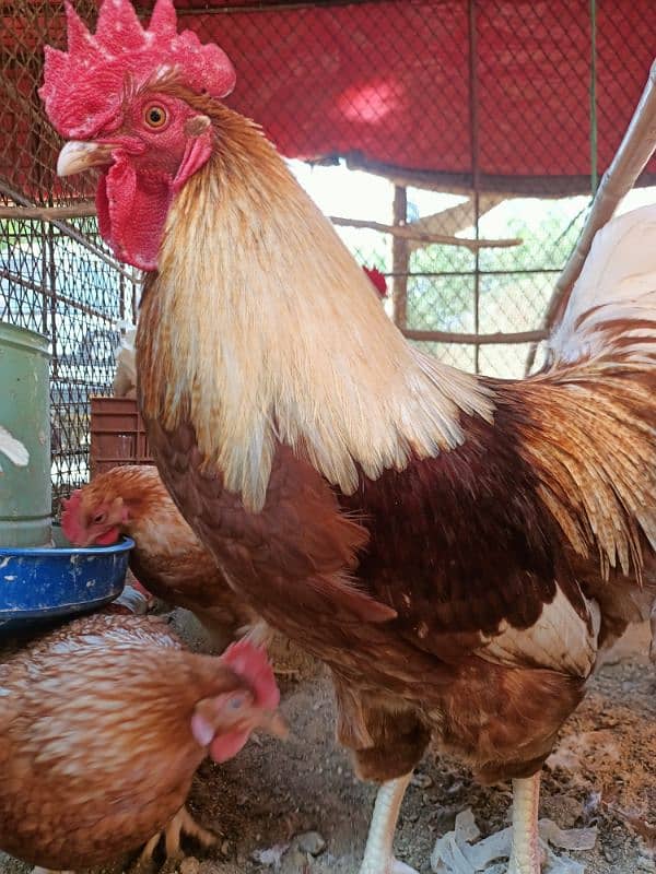 Lohman Brown Male F2 & RIR Cross Hens @ KG 1200 Read Complete Add 0