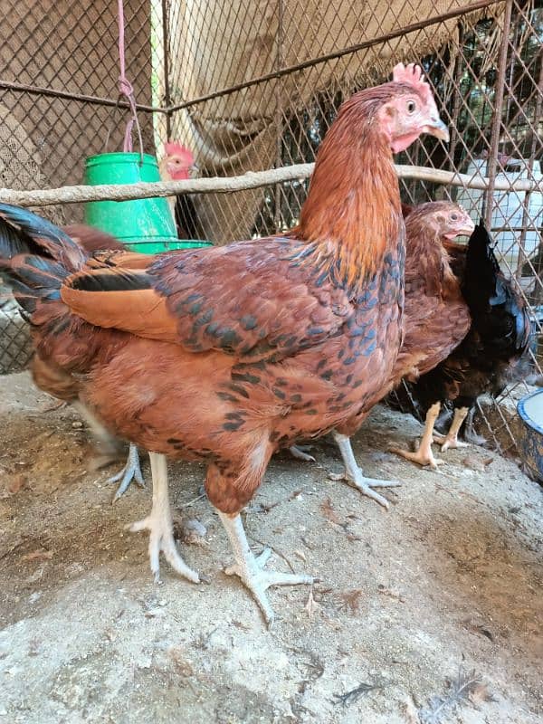 Lohman Brown Male F2 & RIR Cross Hens @ KG 1200 Read Complete Add 2