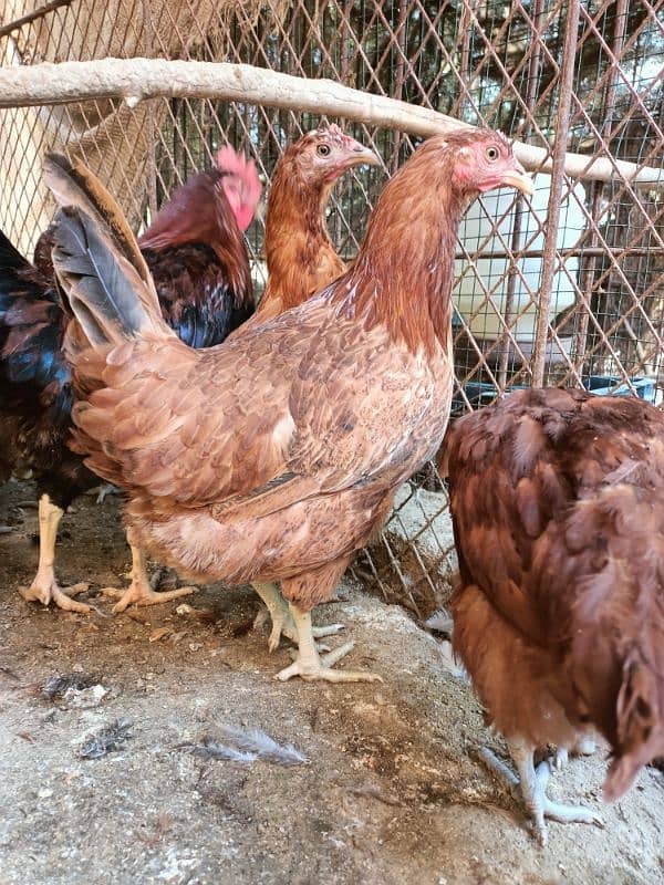 Lohman Brown Male F2 & RIR Cross Hens @ KG 1200 Read Complete Add 3